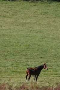 A registered Arabian gelding named Tyrib Abad (or Ty) enjoying a beautiful autumn day